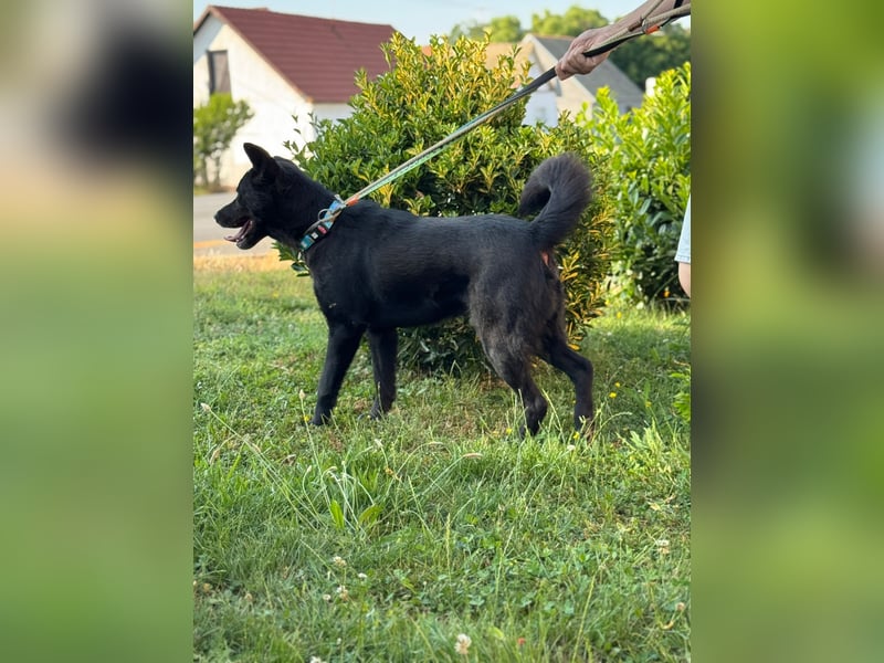 Akita-Labrador Mix Hugo