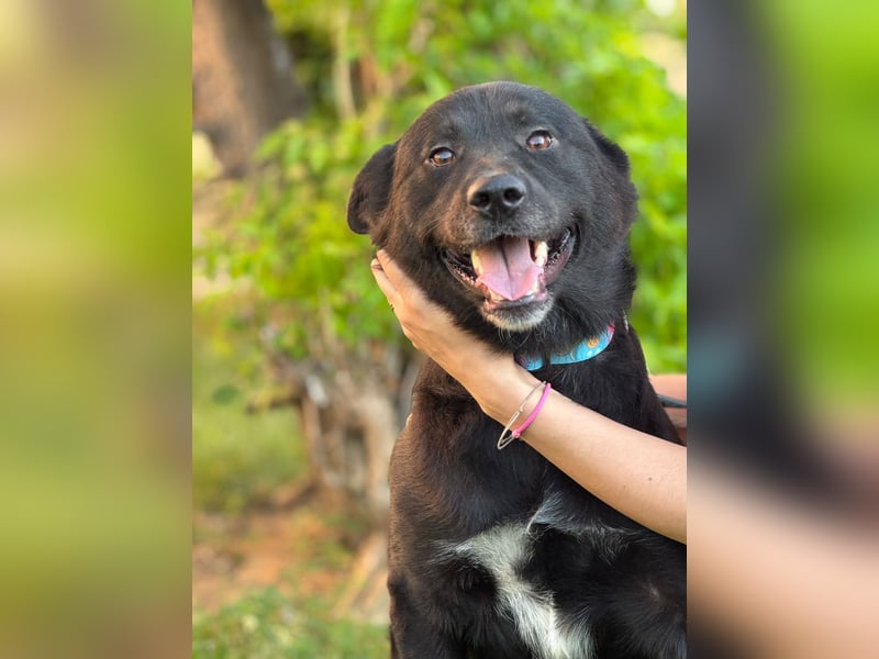 Akita-Labrador Mix Hugo