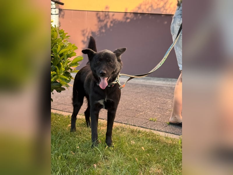 Akita-Labrador Mix Hugo
