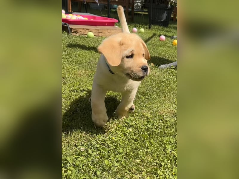 Goldig gelber Labrador-Rüde sucht noch ein liebevolles Zuhause