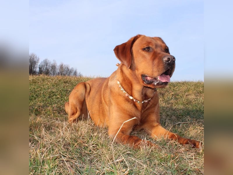 Traumhafte Labradorwelpen in Foxred