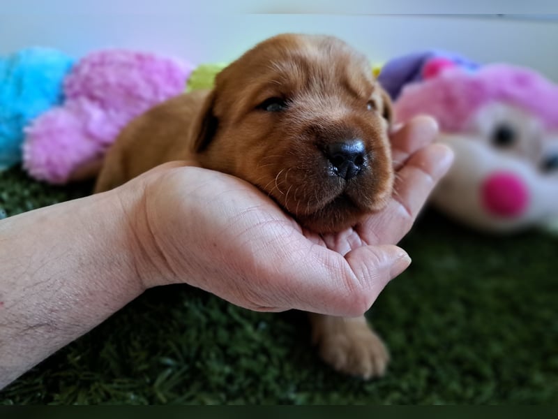 Traumhafte Labradorwelpen in Foxred