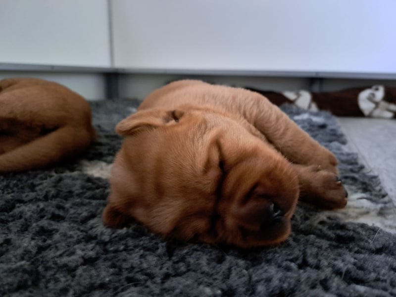 Traumhafte Labradorwelpen in Foxred