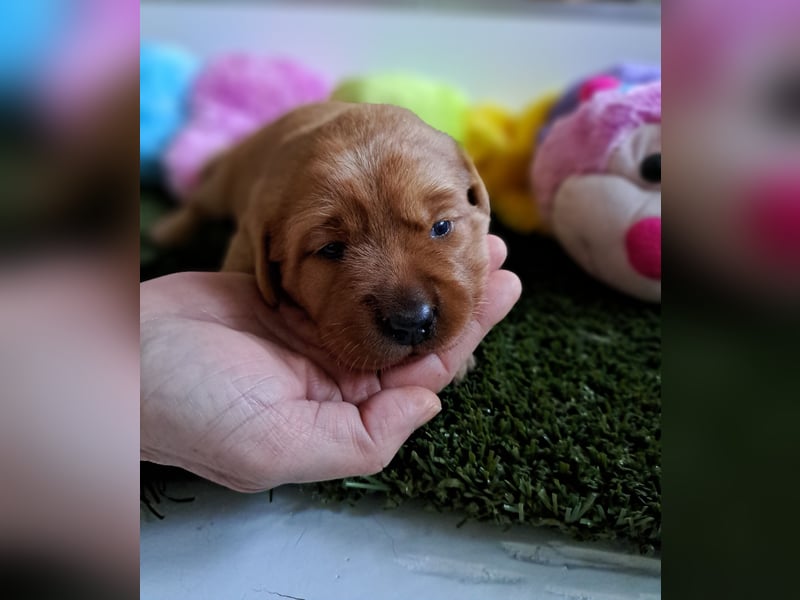 Traumhafte Labradorwelpen in Foxred