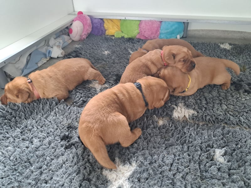 Traumhafte Labradorwelpen in Foxred