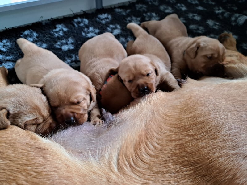 Traumhafte Labradorwelpen in Foxred
