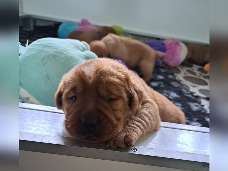 Traumhafte Labradorwelpen in Foxred