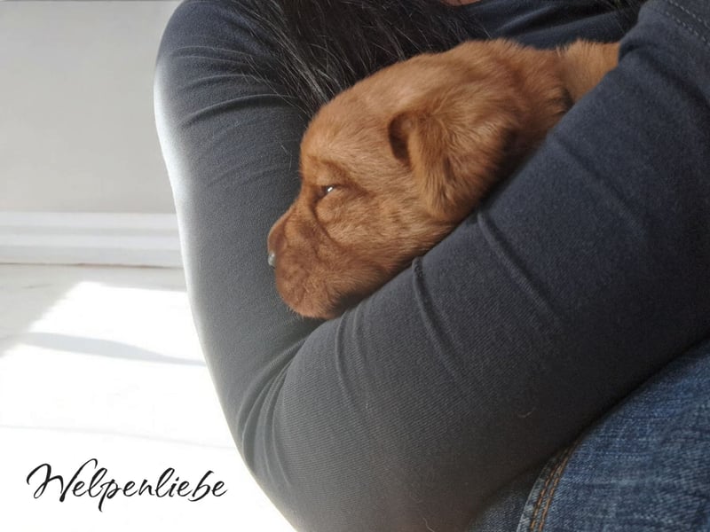 Traumhafte Labradorwelpen in Foxred
