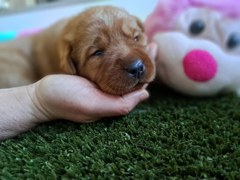 Traumhafte Labradorwelpen in Foxred