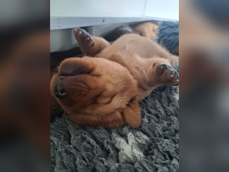 Traumhafte Labradorwelpen in Foxred