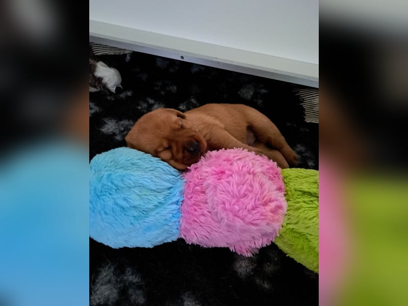 Traumhafte Labradorwelpen in Foxred