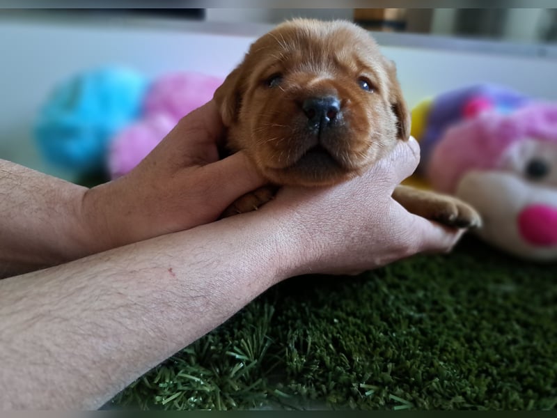 Traumhafte Labradorwelpen in Foxred