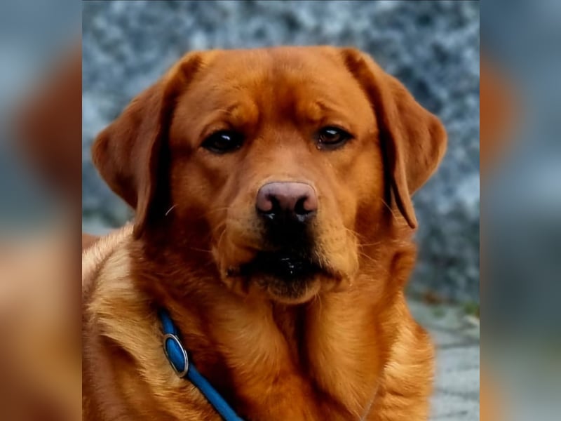 Traumhafte Labradorwelpen in Foxred