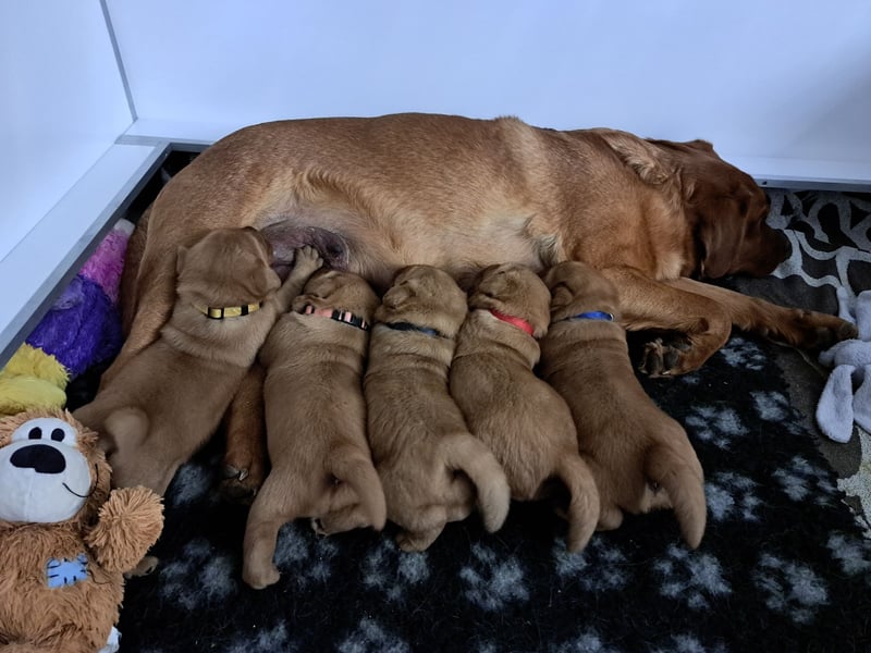 Traumhafte Labradorwelpen in Foxred