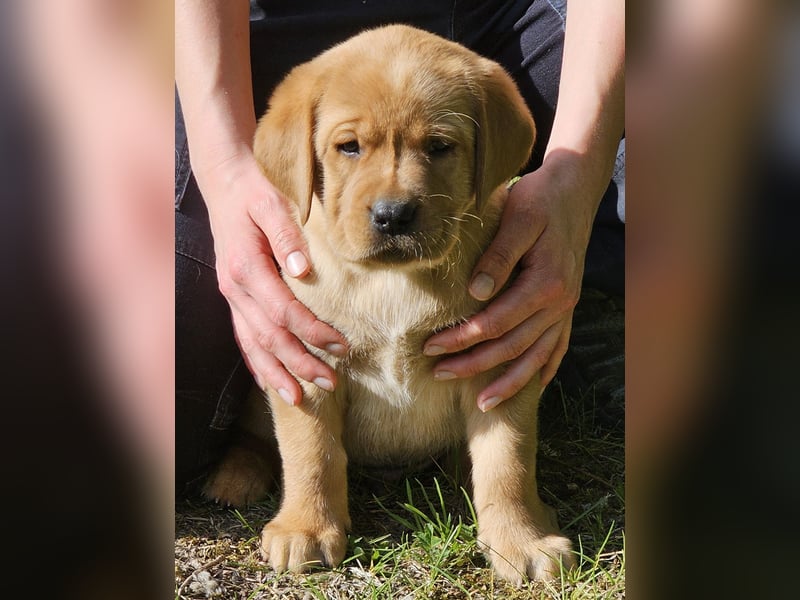 Labrador Welpen Foxred
