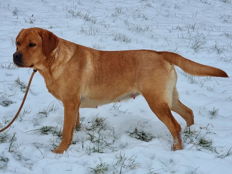 Labrador Welpen Foxred