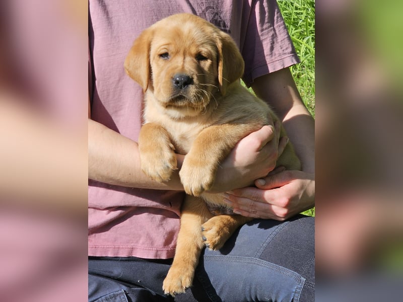 Labrador Welpen Foxred