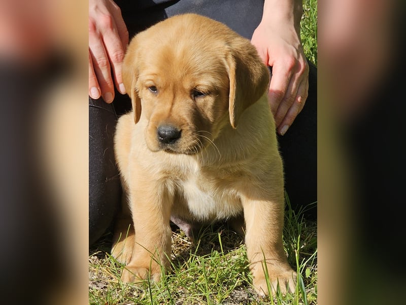 Labrador Welpen Foxred