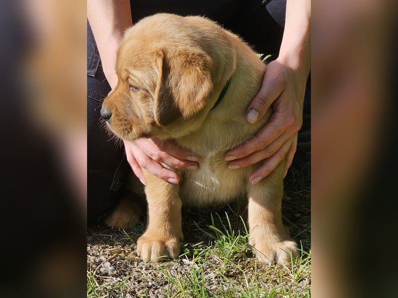 Labrador Welpen Foxred