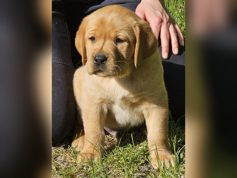 Labrador Welpen Foxred