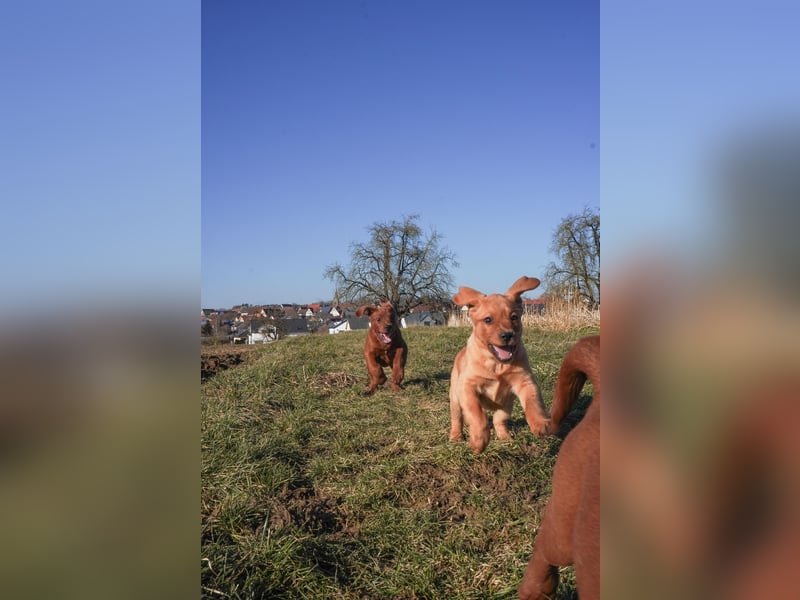 Labrador Retriever Welpen Foxred und Dark Foxred - Therapie-, Assistenz- und Familienhunde
