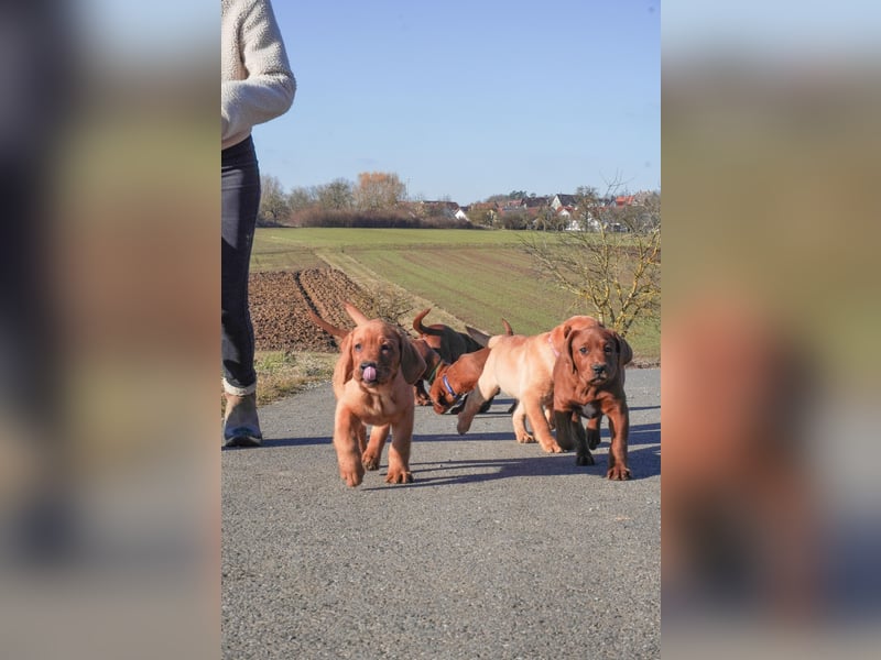 Labrador Retriever Welpen Foxred und Dark Foxred - Therapie-, Assistenz- und Familienhunde