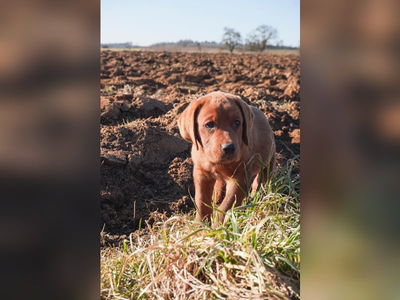 Labrador Retriever Welpen Foxred und Dark Foxred - Therapie-, Assistenz- und Familienhunde