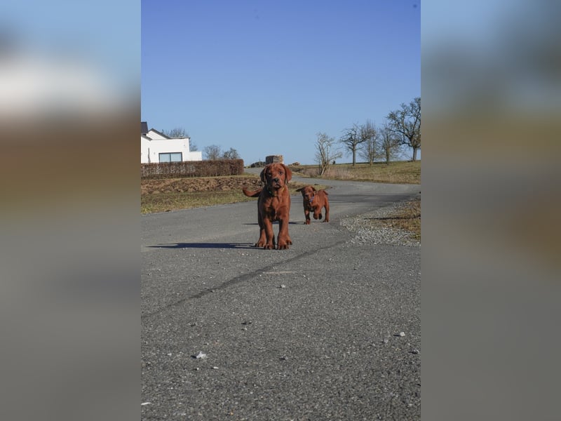 Labrador Retriever Welpen Foxred und Dark Foxred - Therapie-, Assistenz- und Familienhunde