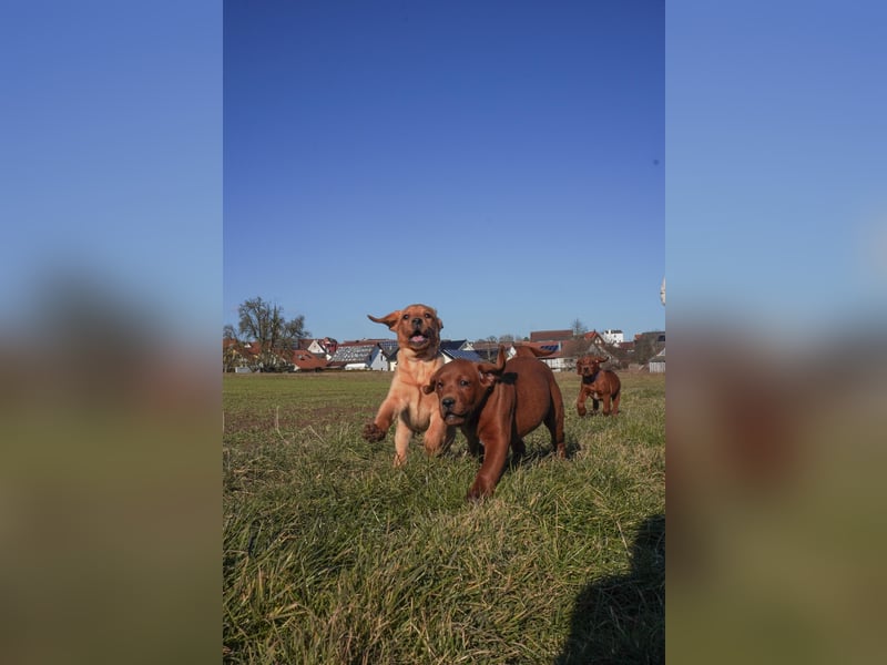 Labrador Retriever Welpen Foxred und Dark Foxred - Therapie-, Assistenz- und Familienhunde