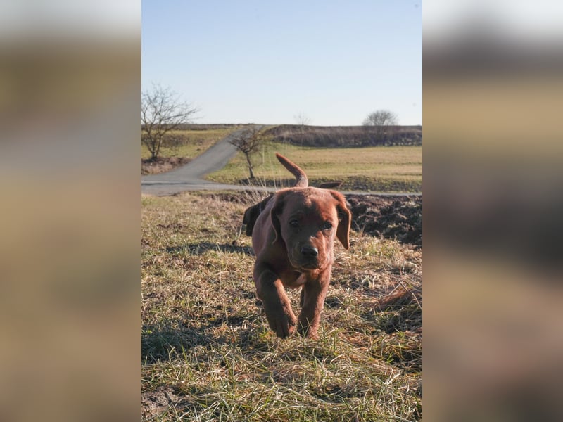 Labrador Retriever Welpen Foxred und Dark Foxred - Therapie-, Assistenz- und Familienhunde