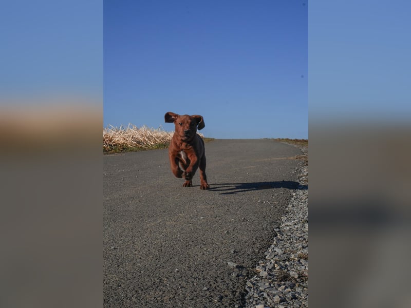 Labrador Retriever Welpen Foxred und Dark Foxred - Therapie-, Assistenz- und Familienhunde