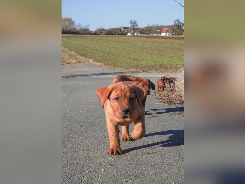 Labrador Retriever Welpen Foxred und Dark Foxred - Therapie-, Assistenz- und Familienhunde