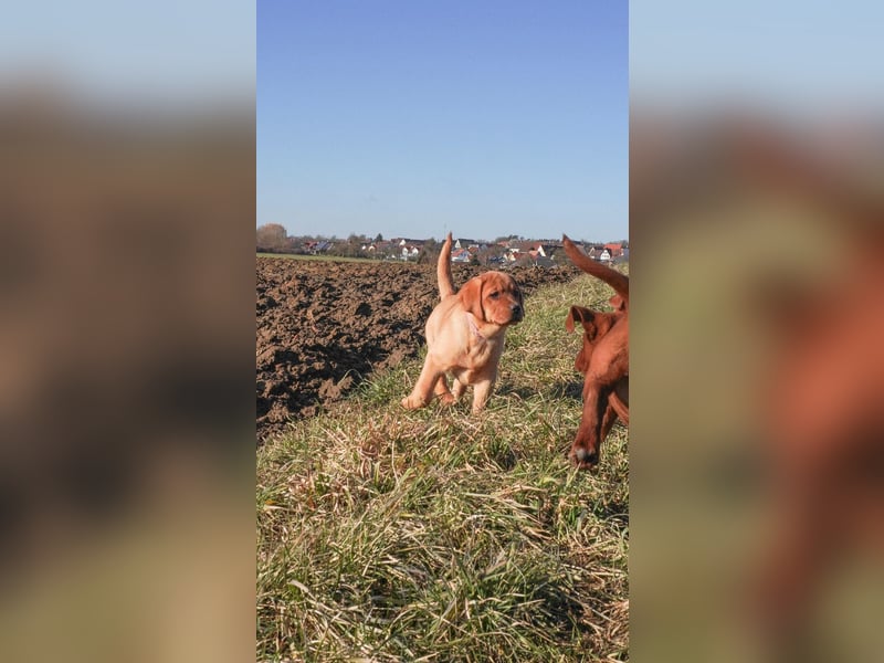 Labrador Retriever Welpen Foxred und Dark Foxred - Therapie-, Assistenz- und Familienhunde