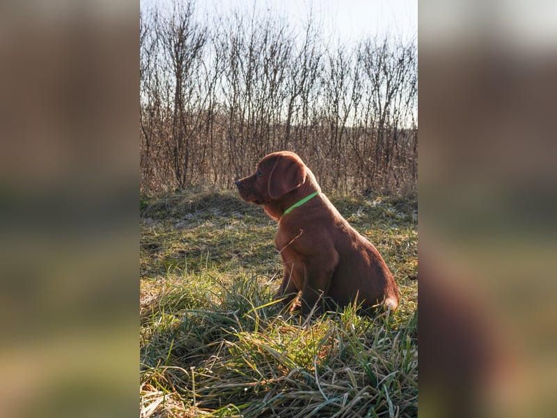 Labrador Retriever Welpen Foxred und Dark Foxred - Therapie-, Assistenz- und Familienhunde