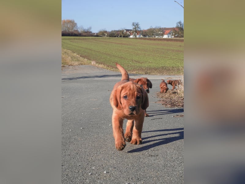 Labrador Retriever Welpen Foxred und Dark Foxred - Therapie-, Assistenz- und Familienhunde