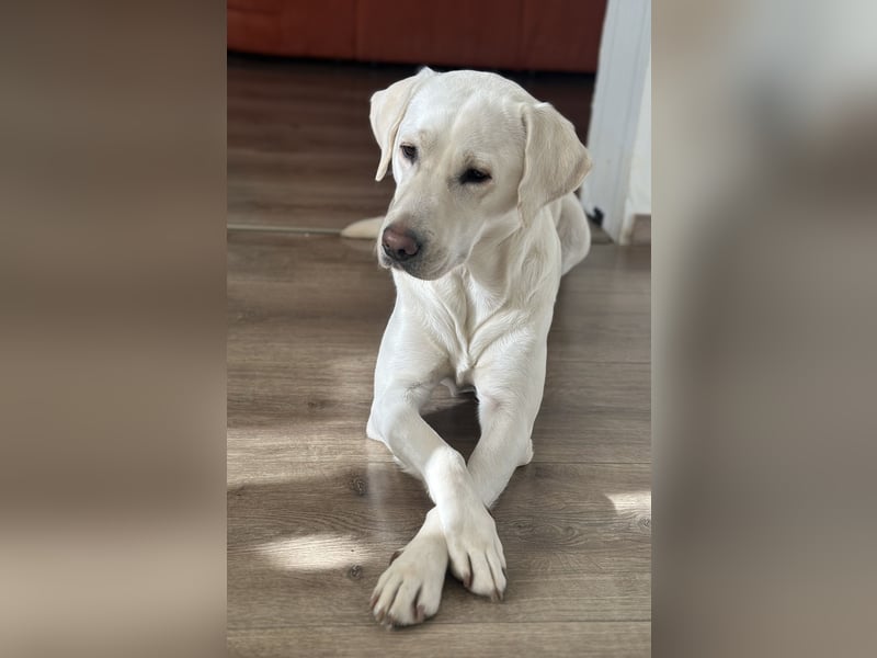 Labrador Welpen Foxred, Gelb
