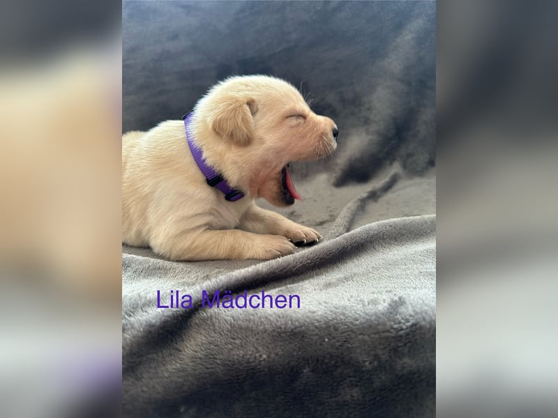Labrador Welpen Foxred, Gelb