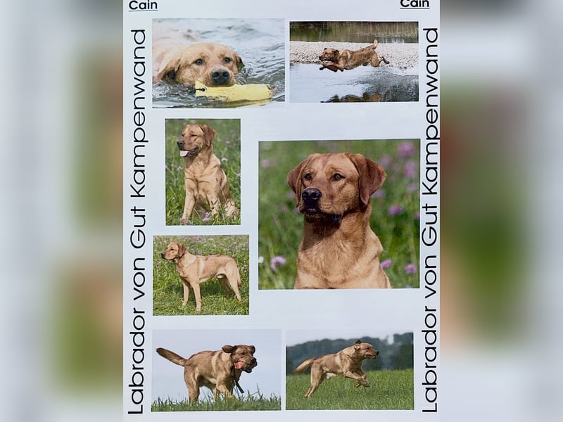 Labrador Welpen Foxred, Gelb