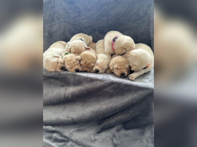 Labrador Welpen Foxred, Gelb