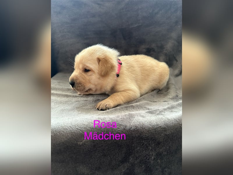 Labrador Welpen Foxred, Gelb