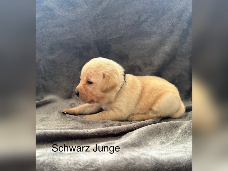 Labrador Welpen Foxred, Gelb