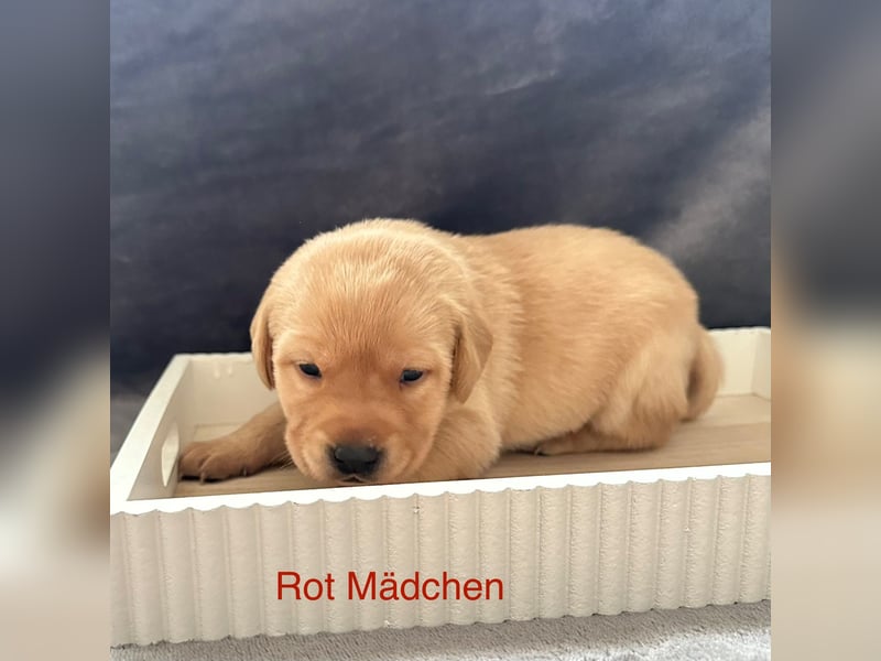 Labrador Welpen Foxred, Gelb