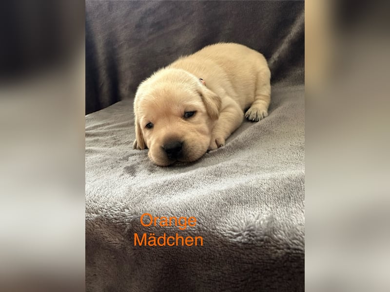 Labrador Welpen Foxred, Gelb