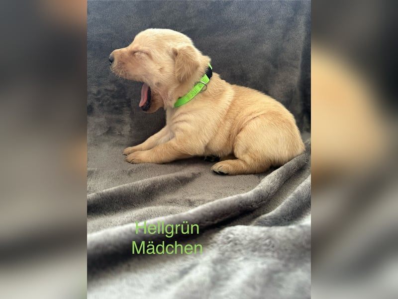 Labrador Welpen Foxred, Gelb
