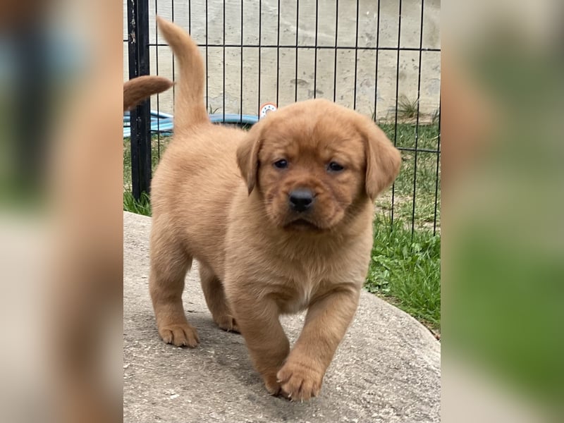 Typvolle Labrador Welpen in Foxred/Dark Foxred aus einer Top Verpaarung