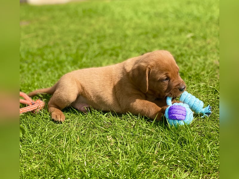 Typvolle Labrador Welpen in Foxred/Dark Foxred aus einer Top Verpaarung
