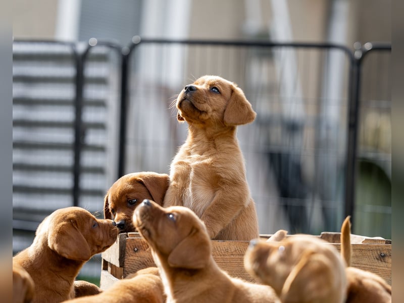 Typvolle Labrador Welpen in Foxred/Dark Foxred aus einer Top Verpaarung