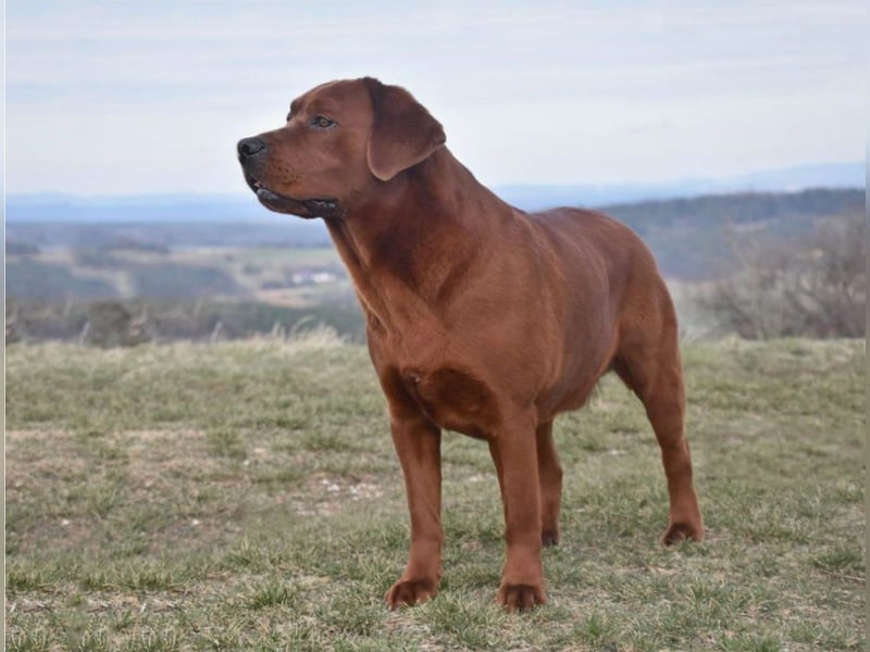 Typvolle Labrador Welpen in Foxred/Dark Foxred aus einer Top Verpaarung