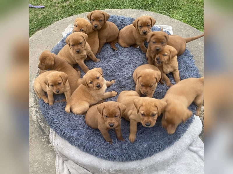 Typvolle Labrador Welpen in Foxred/Dark Foxred aus einer Top Verpaarung