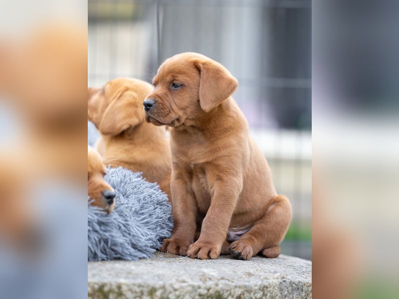 Typvolle Labrador Welpen in Foxred/Dark Foxred aus einer Top Verpaarung